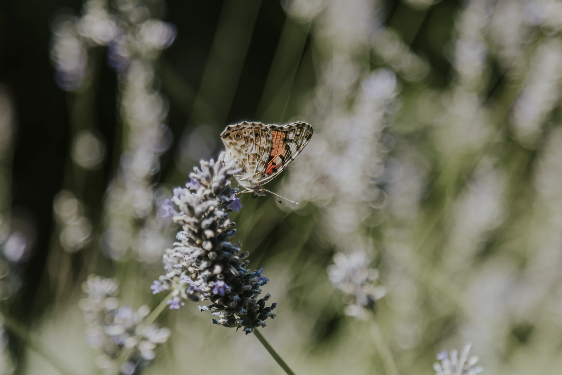 Biodiversidade