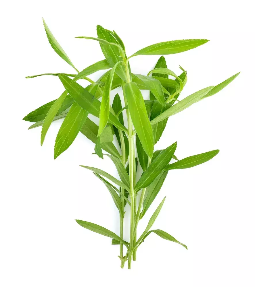 Estragão ervas aromáticas