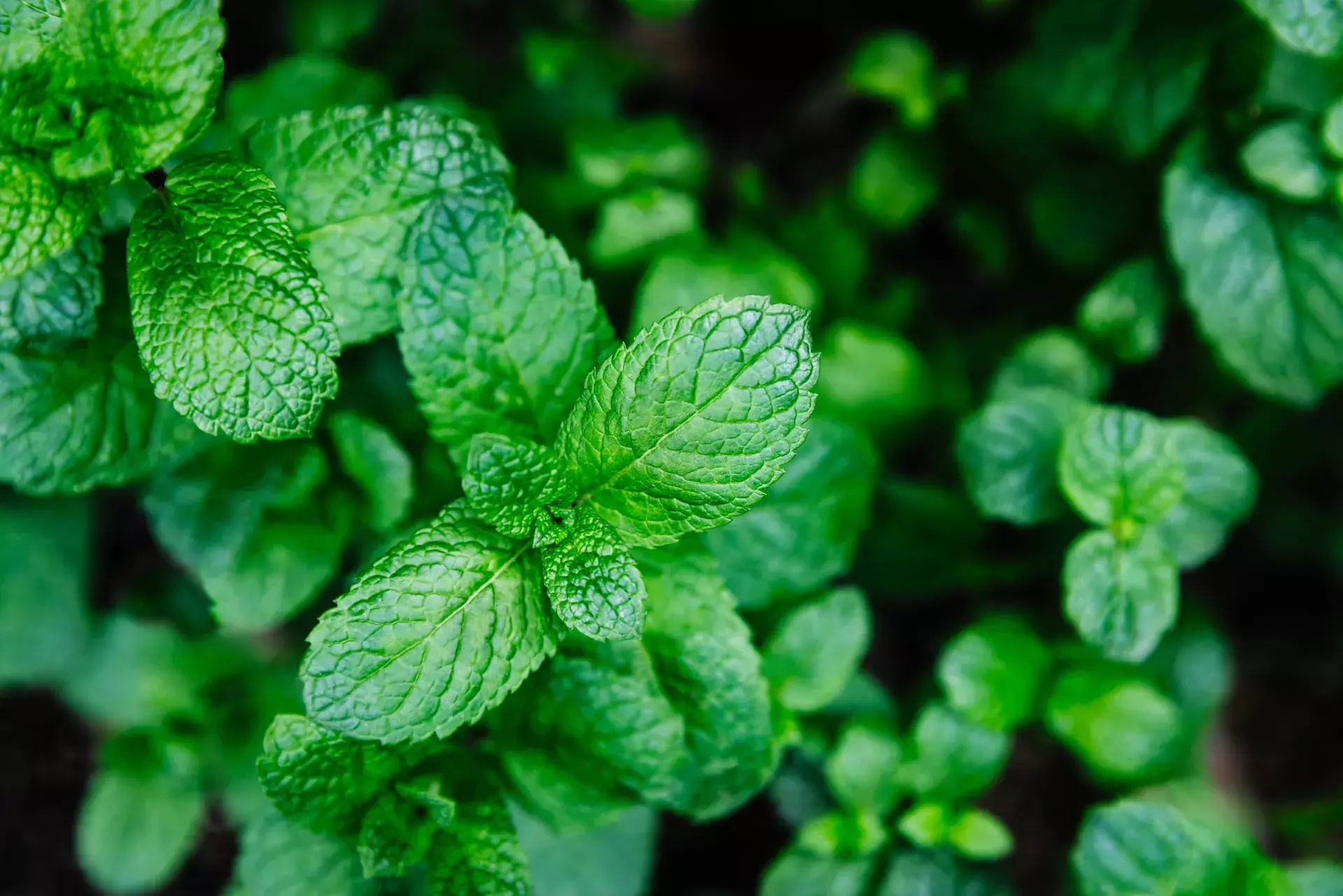 Folhas de hortelã pimenta