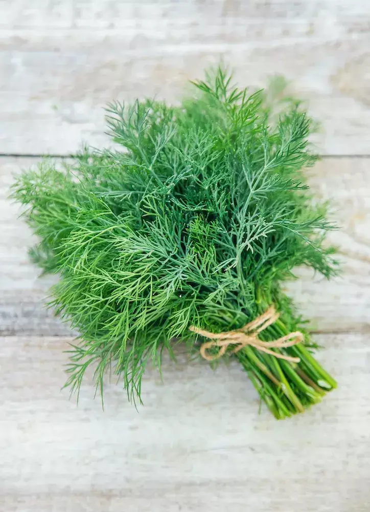 Ramo de endro