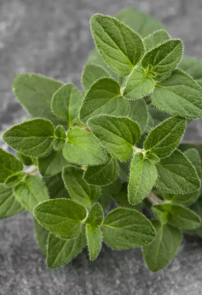 Oregano folhas